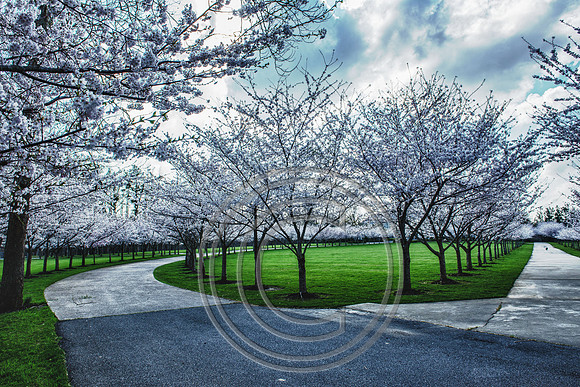 WMC_0774