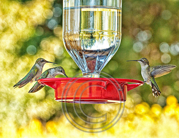 _Humming Birds Feeding WMC7095